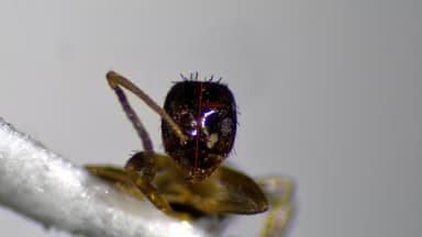Nylanderia parvula photo 102