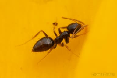 Nylanderia parvula photo 104