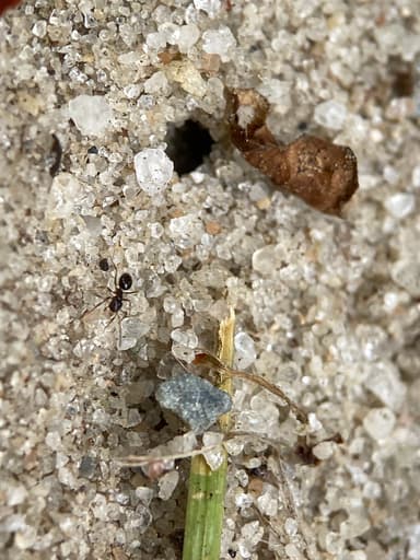 Nylanderia parvula photo 105