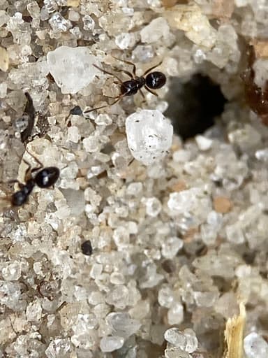 Nylanderia parvula photo 107