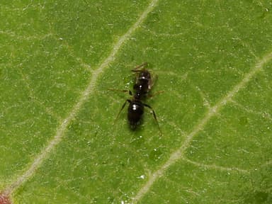 Nylanderia parvula photo 110