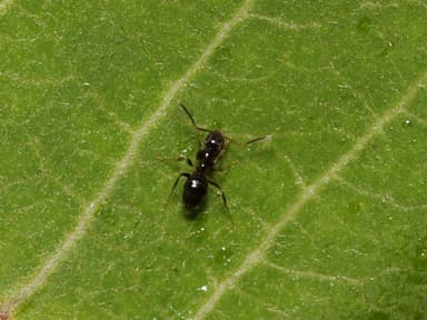 Nylanderia parvula photo 111
