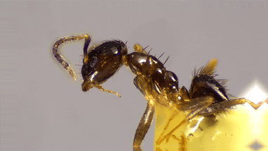 Nylanderia parvula photo 112