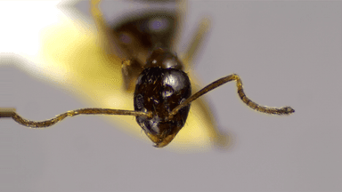 Nylanderia parvula photo 113