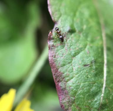 Nylanderia vividula photo 11