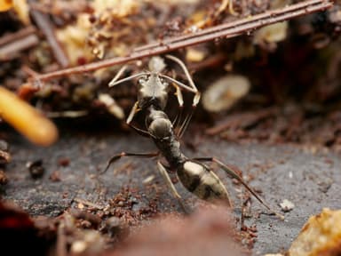 Odontomachus bauri photo 2