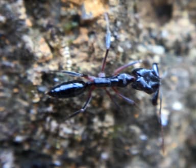Odontomachus bauri photo 5