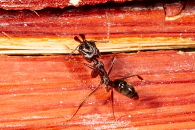 Odontomachus brunneus — worker photo 11
