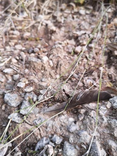 Odontomachus chelifer photo 2