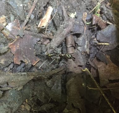 Odontomachus chelifer photo 5
