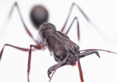 Odontomachus chelifer photo 21