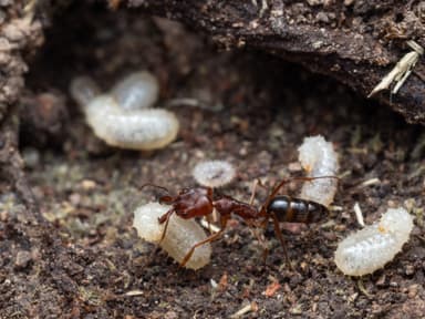 Odontomachus clarus photo 8