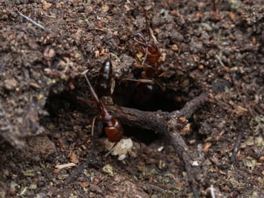 Odontomachus clarus photo 9