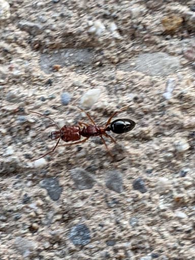 Odontomachus clarus photo 10