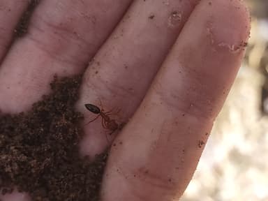 Odontomachus clarus photo 13