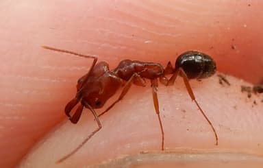 Odontomachus clarus photo 14