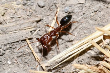 Odontomachus clarus photo 17