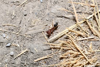 Odontomachus clarus photo 18