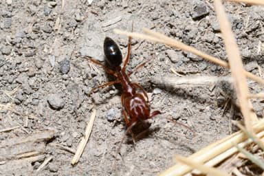 Odontomachus clarus photo 19