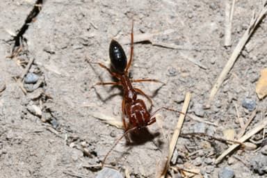 Odontomachus clarus photo 21