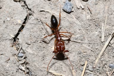 Odontomachus clarus photo 22