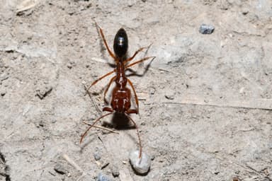 Odontomachus clarus photo 23