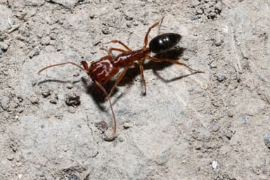 Odontomachus clarus photo 24