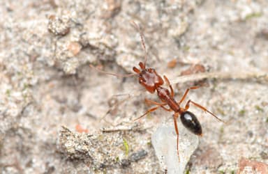 Odontomachus clarus photo 25