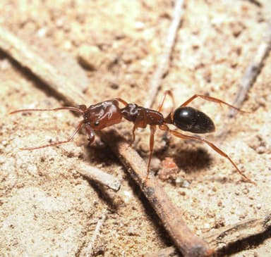 Odontomachus clarus photo 26