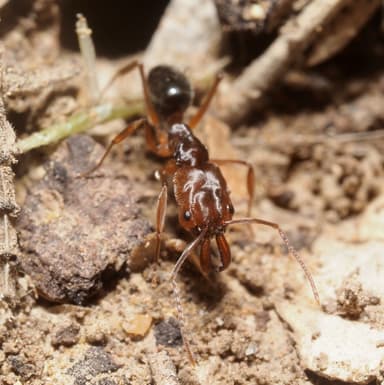 Odontomachus clarus photo 27