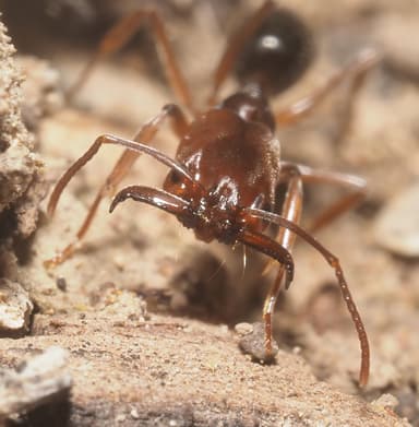 Odontomachus clarus photo 29