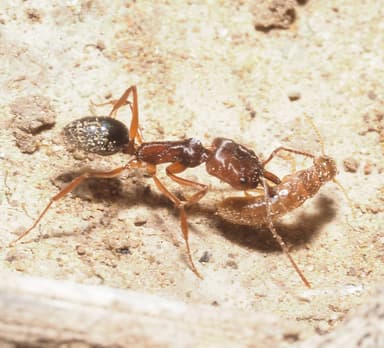 Odontomachus clarus photo 30