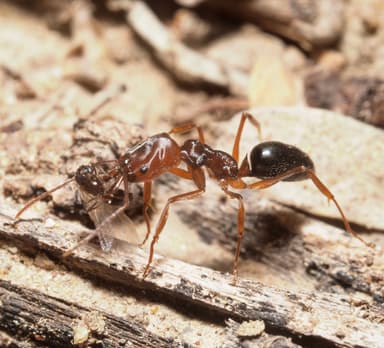 Odontomachus clarus photo 31