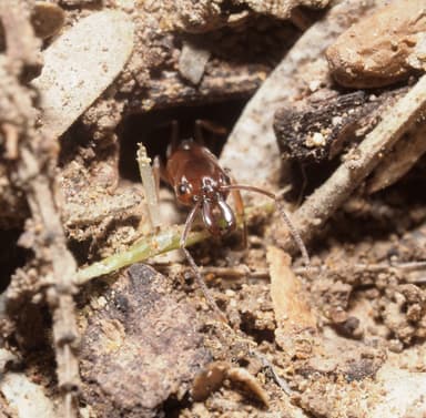 Odontomachus clarus photo 32