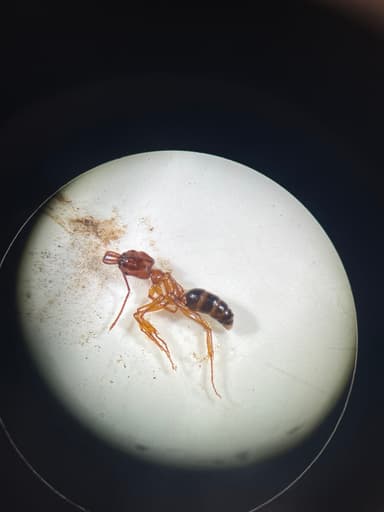 Odontomachus clarus photo 33