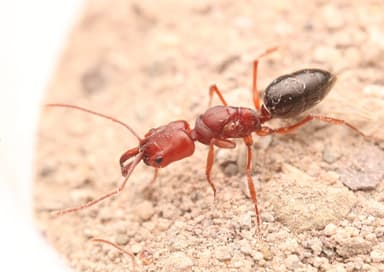 Odontomachus clarus photo 34