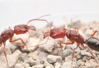 Odontomachus clarus photo 35
