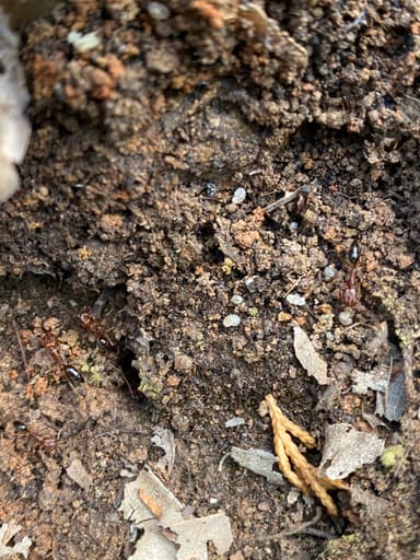 Odontomachus clarus photo 38