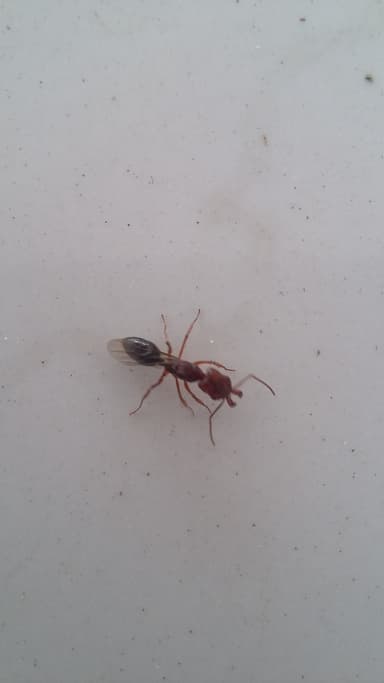 Odontomachus clarus photo 39