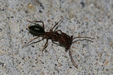 Odontomachus clarus photo 41