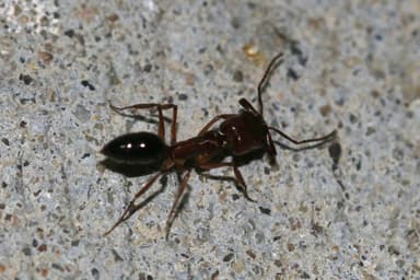 Odontomachus clarus photo 42
