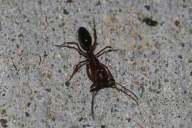 Odontomachus clarus photo 44