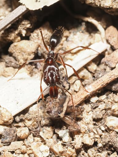 Odontomachus clarus photo 46
