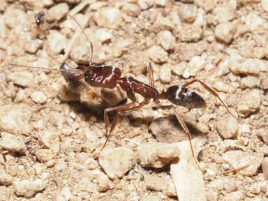 Odontomachus clarus photo 47