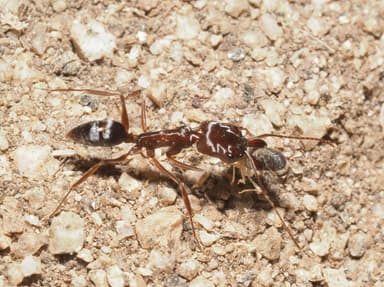 Odontomachus clarus photo 49