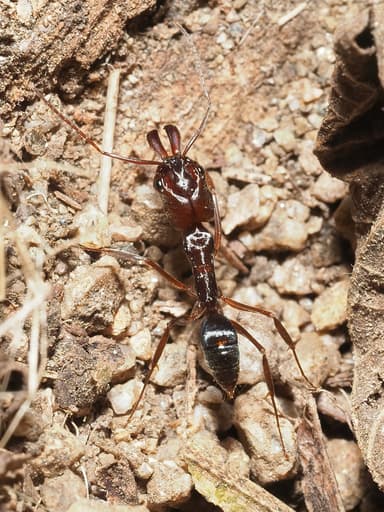 Odontomachus clarus photo 51