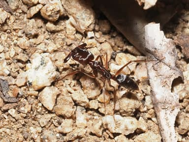 Odontomachus clarus photo 53