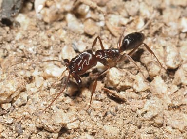 Odontomachus clarus photo 54