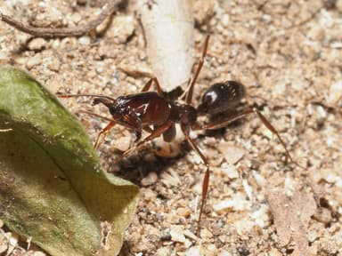 Odontomachus clarus photo 55