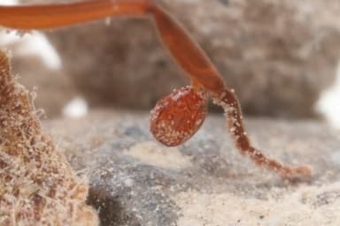 Odontomachus clarus photo 56